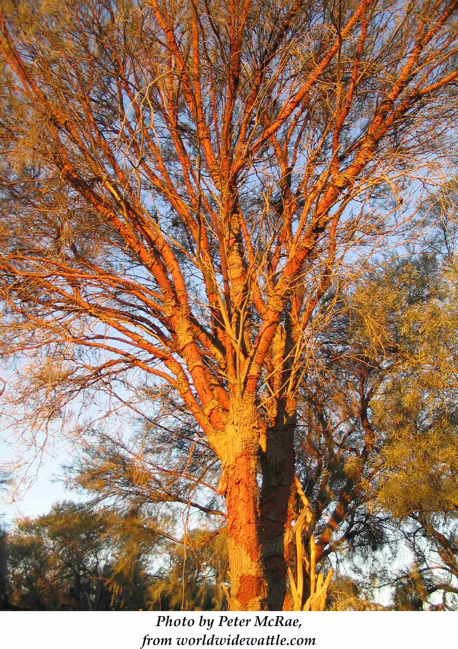 Red Mulga 1 Peter McRae with text
