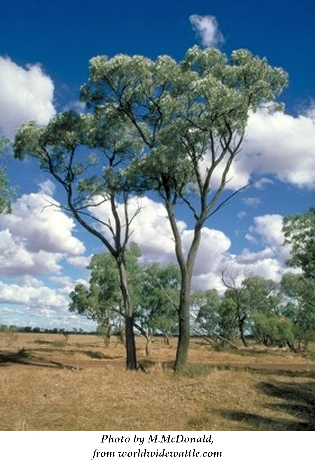 Brigalow 2 M.W.McDonald