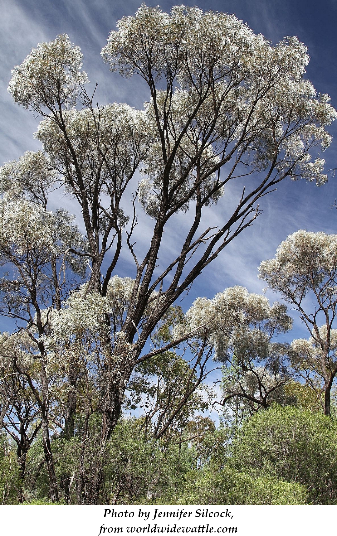 Brigalow 3 Jennifer Silcock