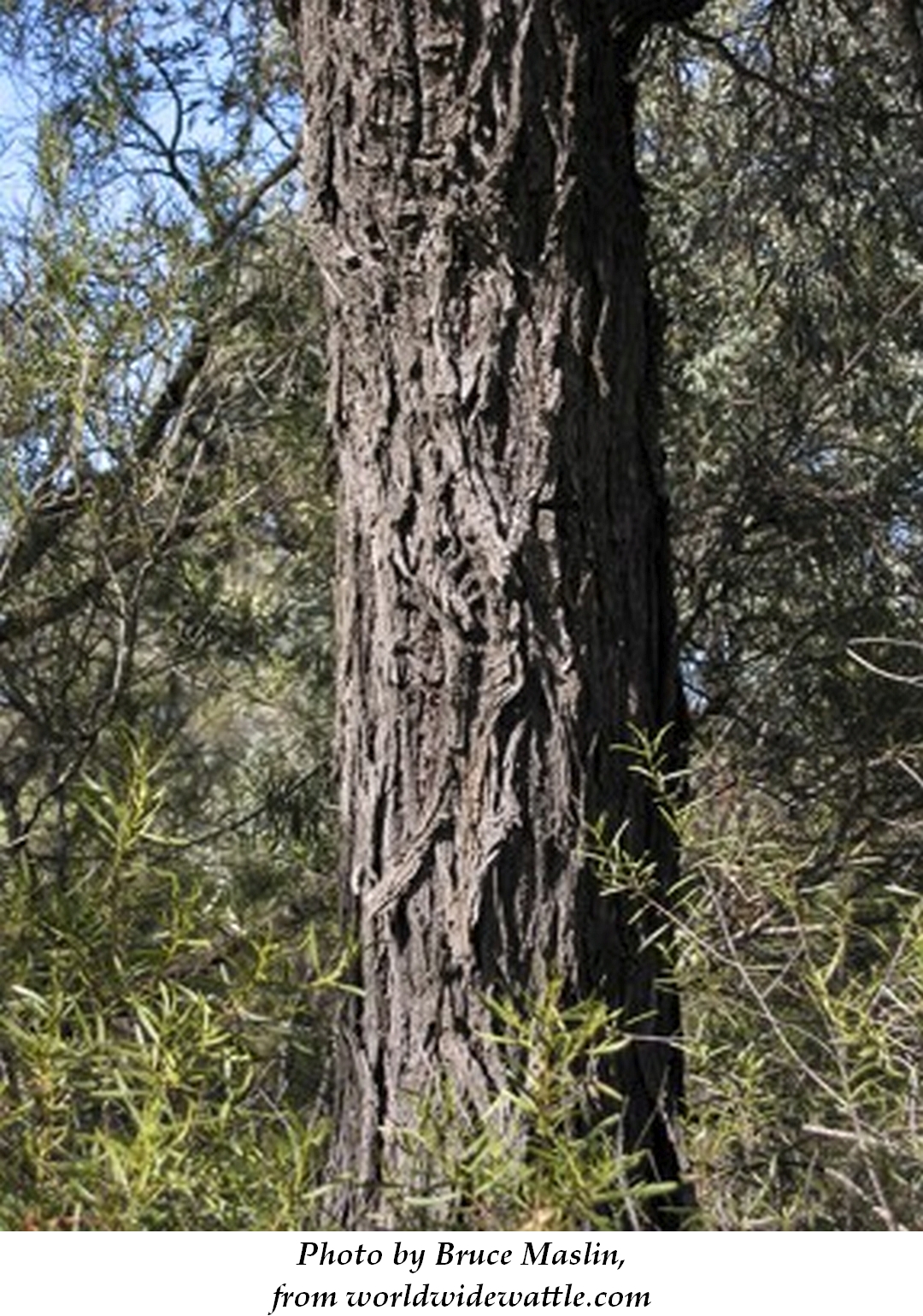 Brigalow 4 Bruce Maslin