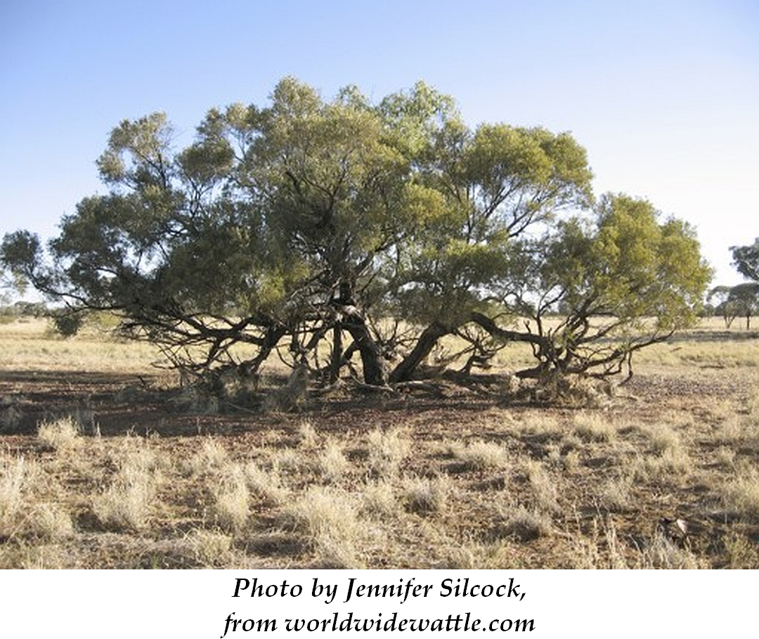 Gidgee 1 Jennifer Silcock