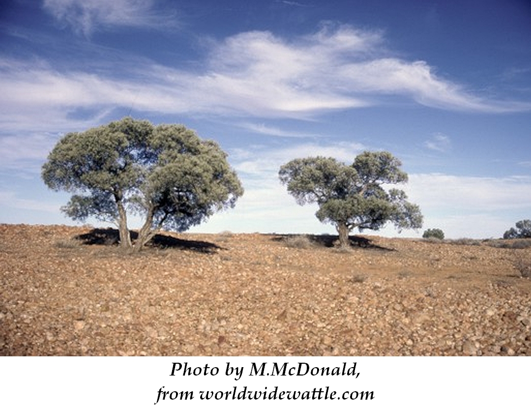 Gidgee 1 M.McDonald