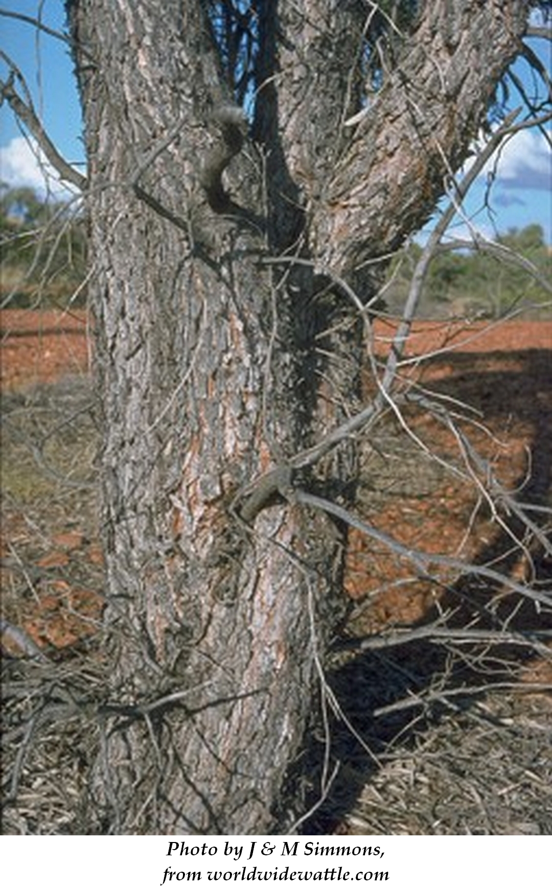 Gidgee 3 J & M Simmons