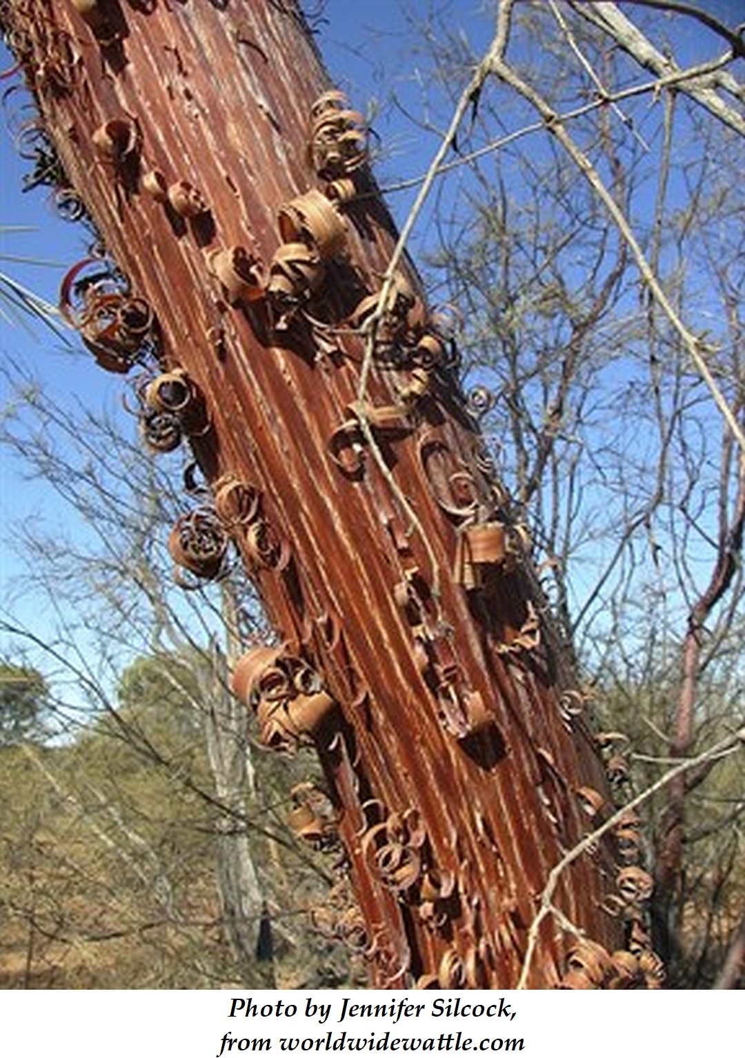 Red Mulga 1 Jen Silcock