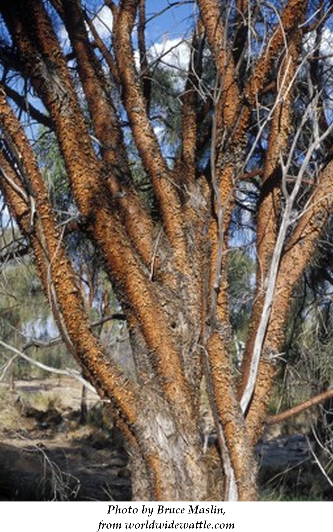 Red Mulga 4 Bruce Maslin